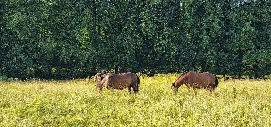 Авторство визуального материала