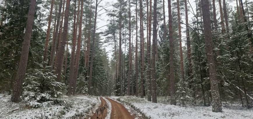 Pusiaužiemio žygis 2025